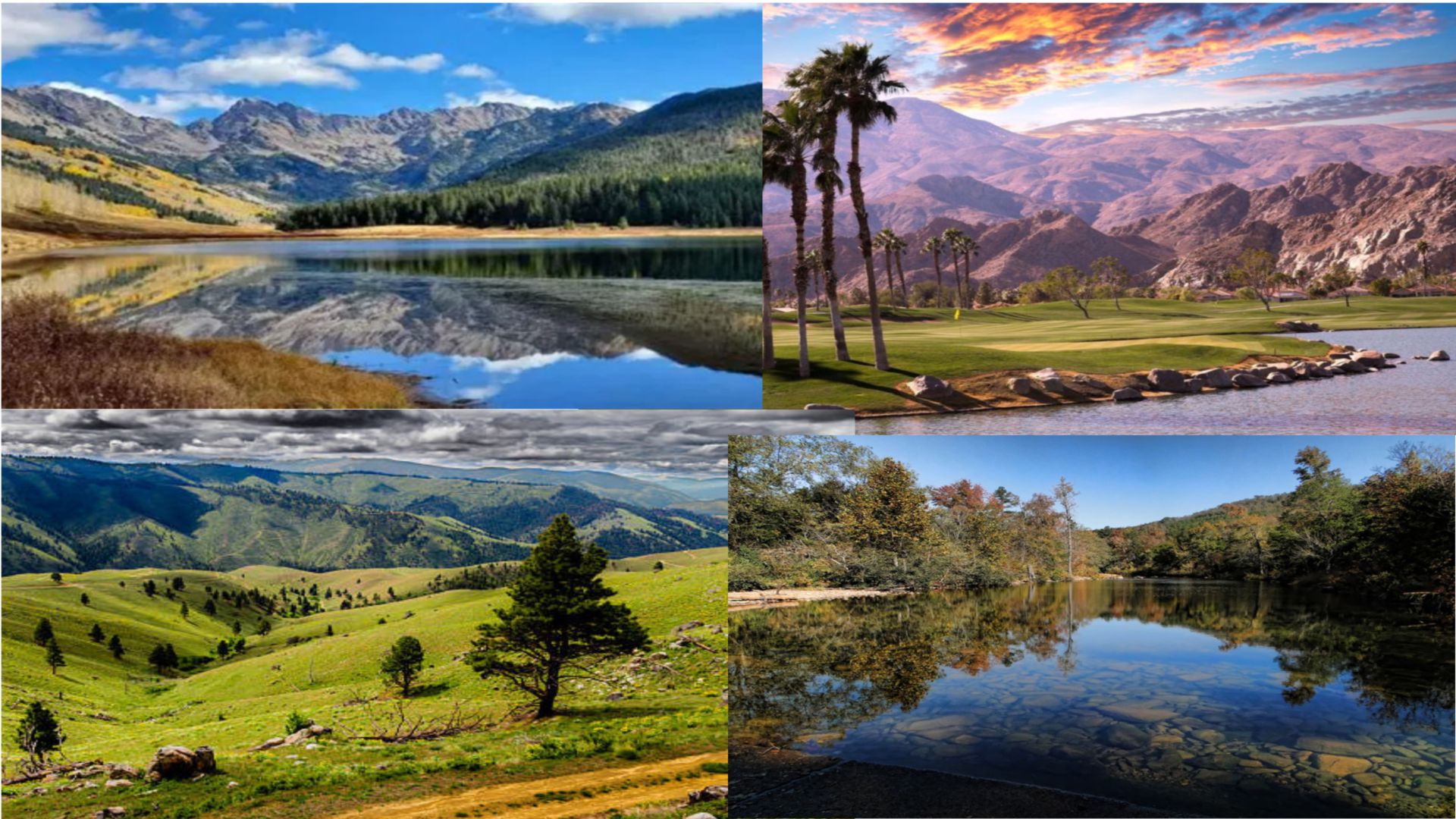 Winners Choice Domestic